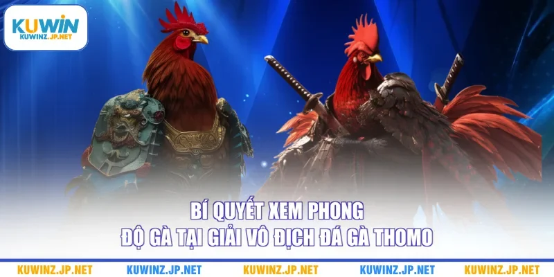 Bí quyết xem phong độ gà tại giải vô địch đá gà Thomo