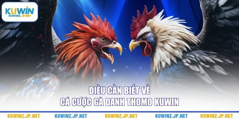 Điều cần biết về cá cược gà danh Thomo Kuwin