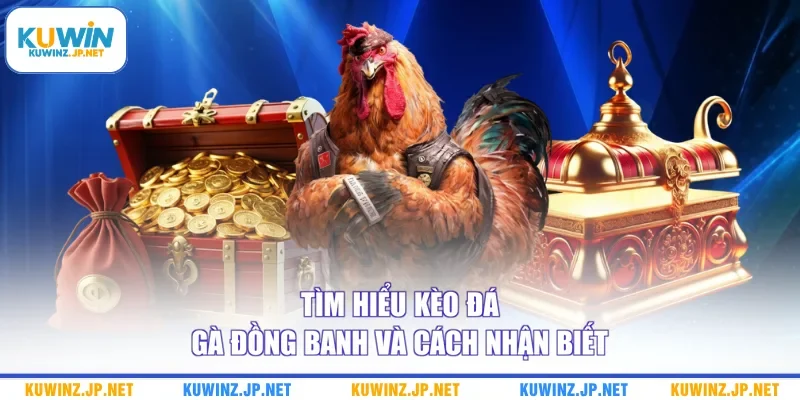 Tìm hiểu kèo đá gà đồng banh và cách nhận biết